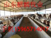 供应河北肉牛养殖场麒麟牧业提供肉牛养殖效益分析