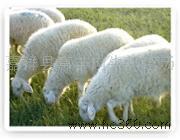 供应青羊区新小尾寒羊养殖基地技术　专业小尾寒羊养殖基地