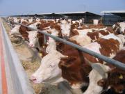 供应西门塔尔牛 肉牛 牛羊养殖技术 牛羊价格