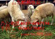 供应辽宁肉羊养殖场/新波尔山羊价格/新小尾寒羊价格