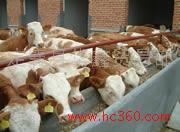 供应300-600斤育肥牛牛犊 改良肉牛 杂交肉牛
