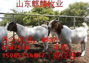 供应河南郑州市肉羊价养殖场/波尔山羊价格/肉羊价格