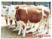 供应中国荷斯坦牛 奶牛 肉牛 肉羊