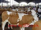 供应优质西门塔尔牛 牛羊 牛羊养殖 农业